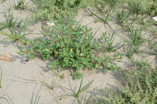 oak-leaved goosefoot