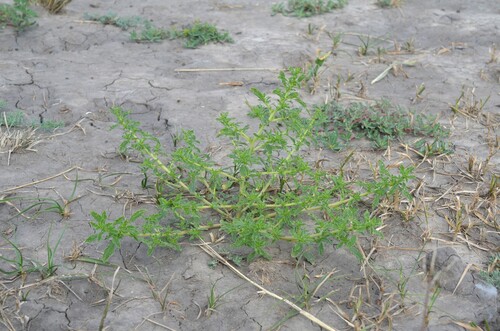 prostrate pigweed