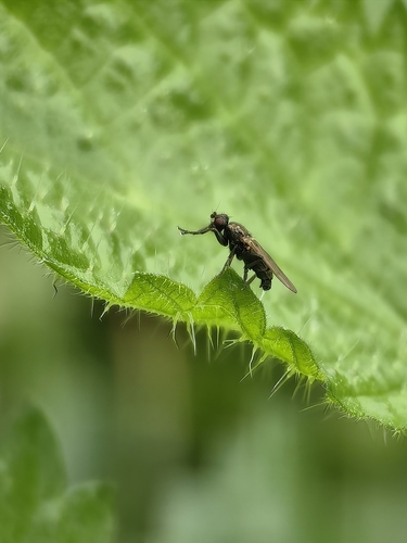 Copromyza equina observed 2025-11-01