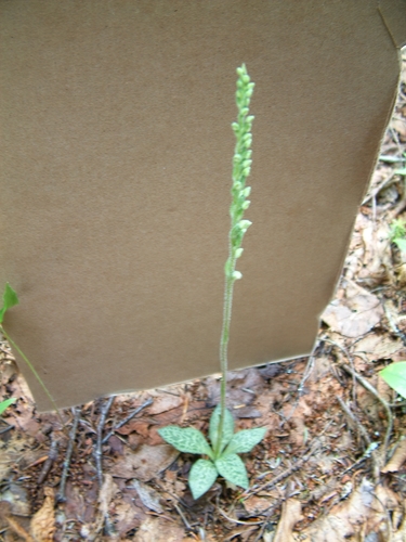 Goodyera tesselata image