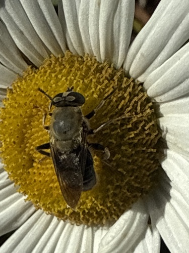 Unknown species found near Tugwell Dr, Catonsville, MD, US