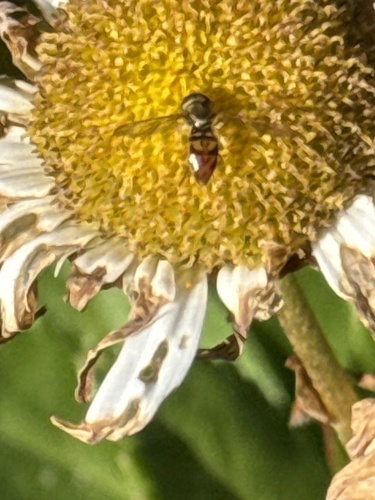 Unknown species found near Tugwell Dr, Catonsville, MD, US