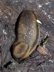 Arion fasciatus