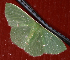 Prasinocyma iosticta