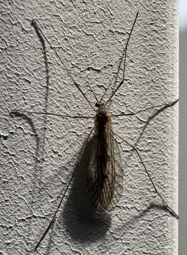 Unknown species found near Chestnut St, Gardiner, ME, US