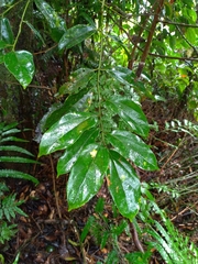 Cryptocarya chinensis