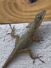 Anolis aeneus