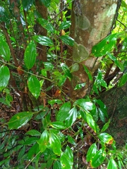 Cryptocarya chinensis