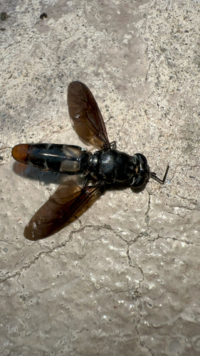 Unknown species found near E Stanton Ave, Columbus, OH, US