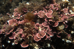 Mesophyllum lichenoides