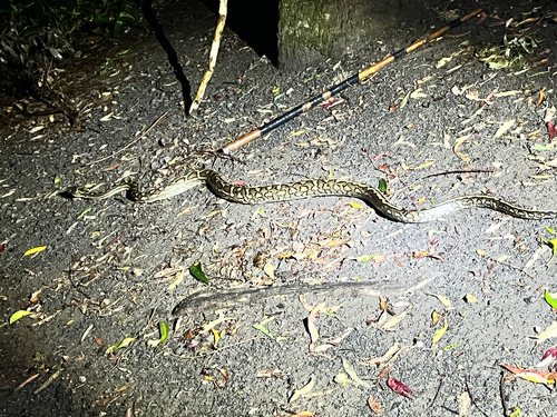 Coastal Carpet Python sighting