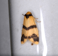 Thallarcha chrysochares