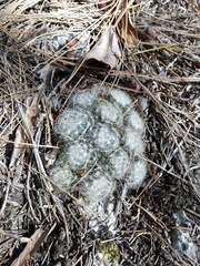 Mammillaria glassii