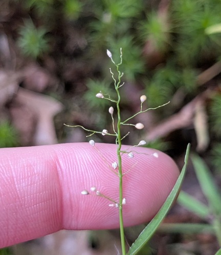 round-fruited rosette-panicgrass (Dichanthelium sphaerocarpon)