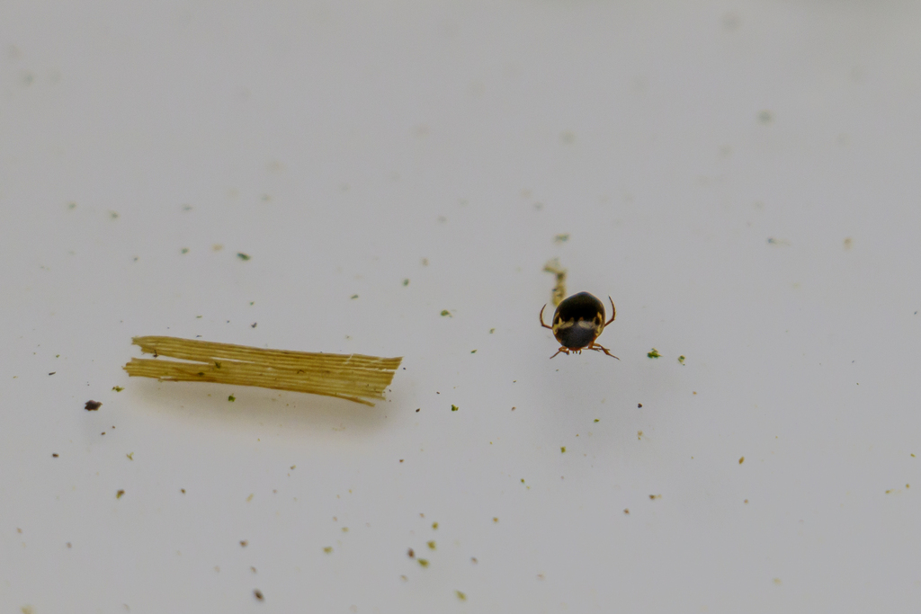 Hydroporus figuratus