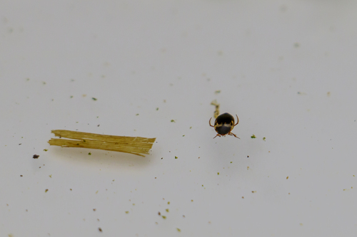 Hydroporus figuratus