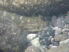 Sicyopterus japonicus