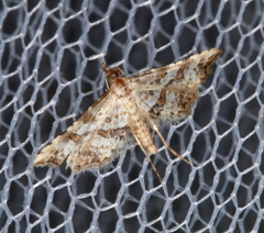 Palaeodes samealis