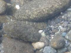 Sicyopterus japonicus