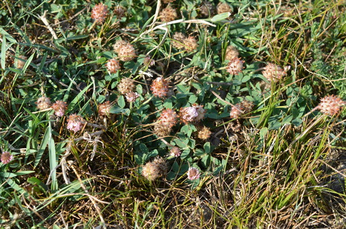Strawberry clover