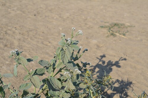 European heliotrope