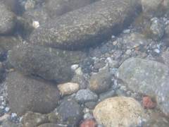 Sicyopterus japonicus