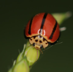 Declivitata olivieri