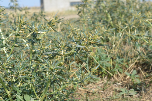 spiny cocklebur