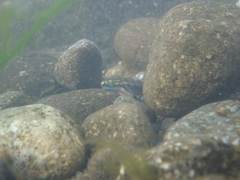 Sicyopterus lagocephalus