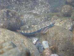 Sicyopterus lagocephalus
