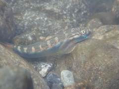 Sicyopterus lagocephalus