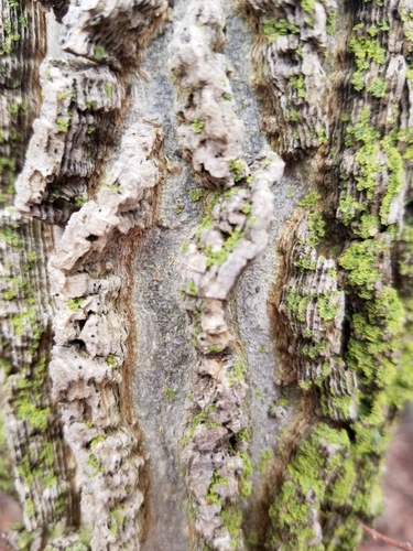 common hackberry (Celtis occidentalis)