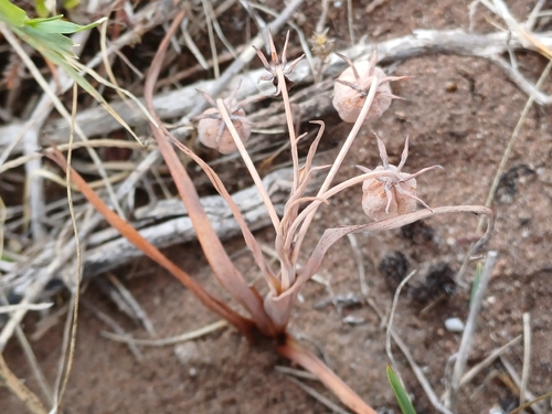 Green Slangkop (Ornithoglossum viride)