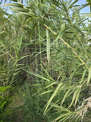 giant reed