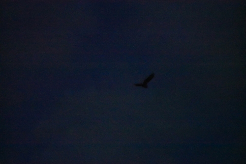 View observation of {o.common_name} on iNaturalist