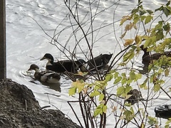 Anas platyrhynchos domesticus