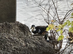 Anas platyrhynchos domesticus