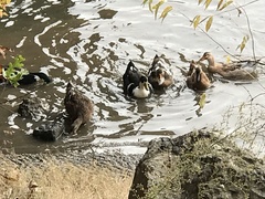 Anas platyrhynchos domesticus