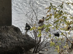 Anas platyrhynchos domesticus