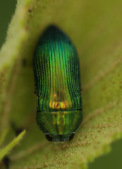 Acmaeodera viridaenea