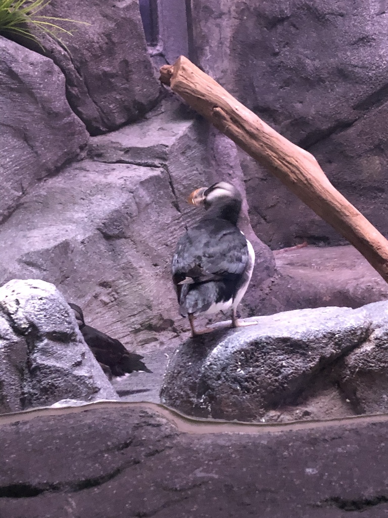 Puffins from Aquarium, Atlanta, GA, US on December 29, 2019 at