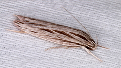 Leistarcha scitissimella