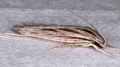 Leistarcha scitissimella