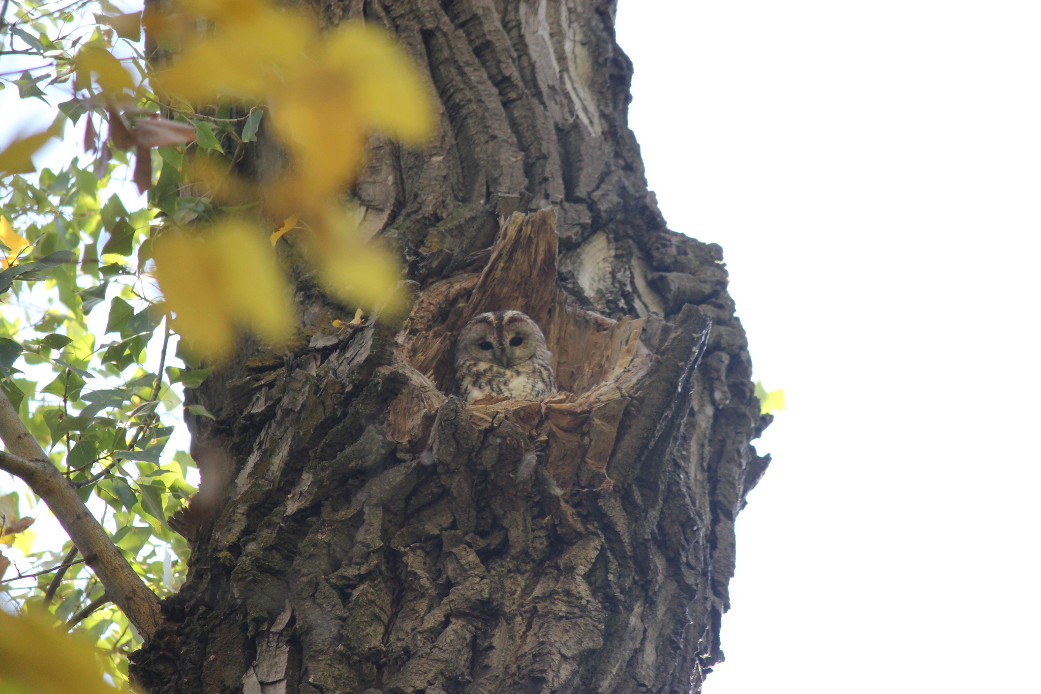 Tawny Owl