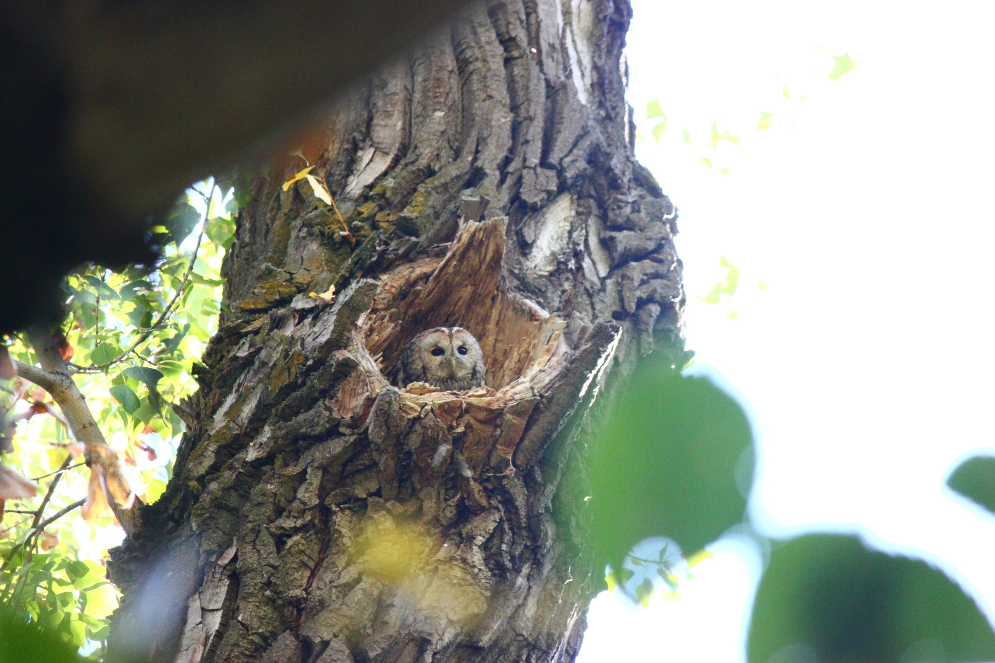 Tawny Owl