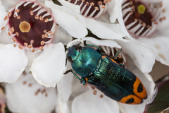 Castiarina ocelligera