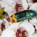 Castiarina ocelligera - Photo (c) Kristi, some rights reserved (CC BY-NC-ND), uploaded by Kristi