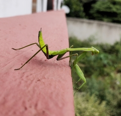 Hierodula membranacea
