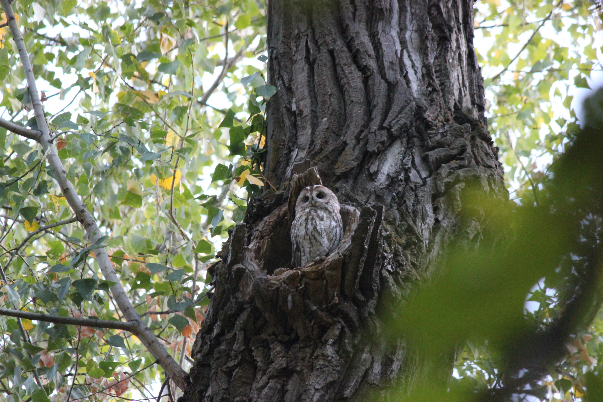 Tawny Owl