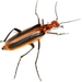 Red-margined Blister Beetle - Photo (c) Mike Quinn, Austin, TX, some rights reserved (CC BY-NC), uploaded by Mike Quinn, Austin, TX